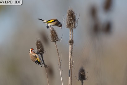 Chardonneret élégant