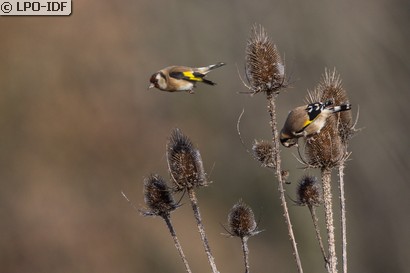 Chardonneret élégant