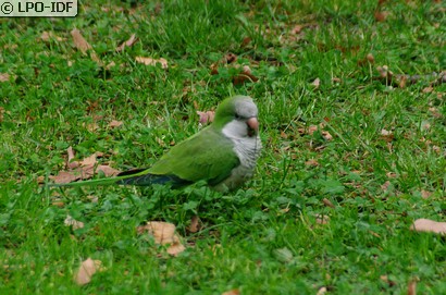 Conure veuve