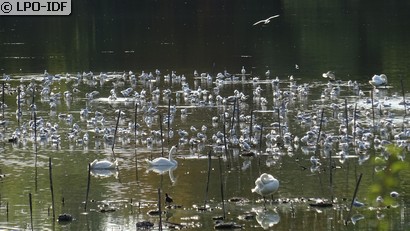 Cygne tuberculé