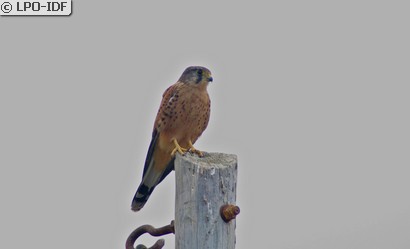 Faucon crécerelle