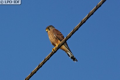 Faucon crécerelle
