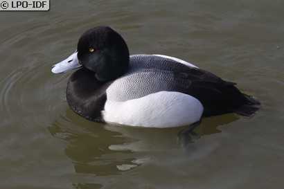 Fuligule milouinan