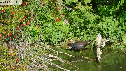 Gallinule poule-d'eau