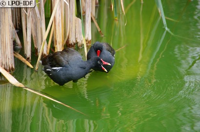 Gallinule poule-d'eau