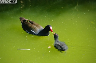 Gallinule poule-d'eau
