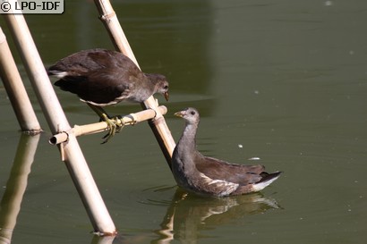 Gallinule poule-d'eau
