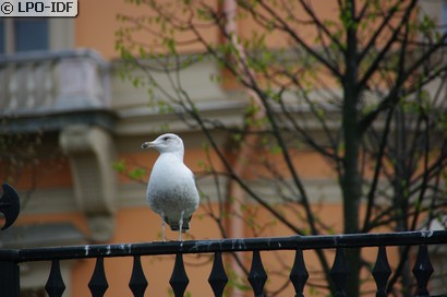 Goéland argenté
