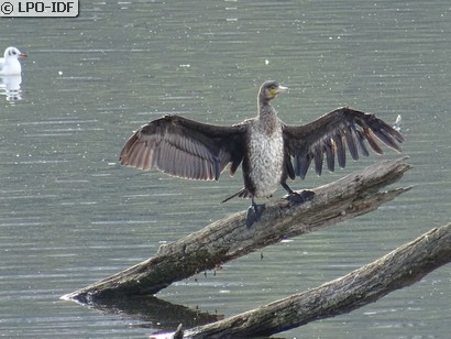 Grand Cormoran