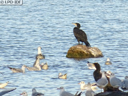 Grand Cormoran