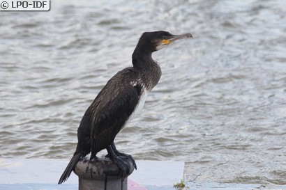 Grand Cormoran