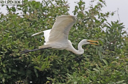 Grande Aigrette