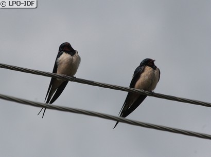 Hirondelle rustique