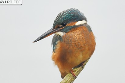 Martin-pêcheur d'Europe