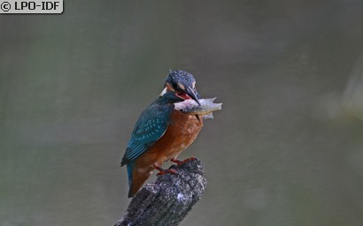 Martin-pêcheur d'Europe