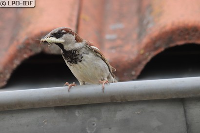 Moineau domestique