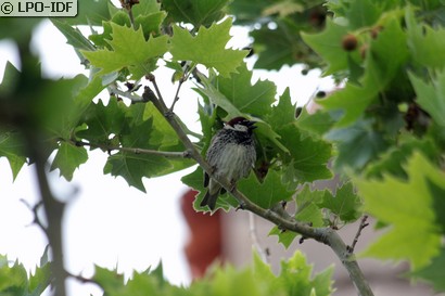 Moineau espagnol