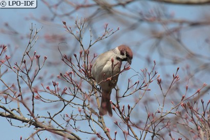 Moineau friquet