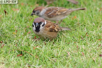 Moineau friquet