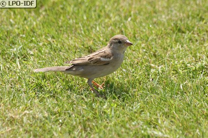 Moineau pâle