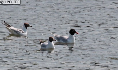 Mouette mélanocéphale