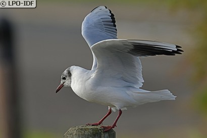 Mouette rieuse