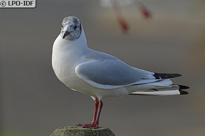 Mouette rieuse