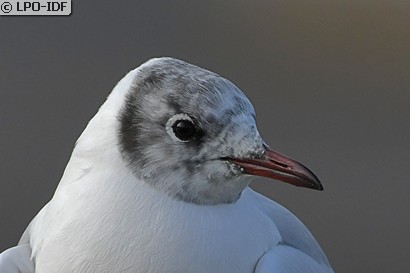 Mouette rieuse