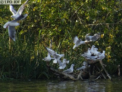 Mouette rieuse