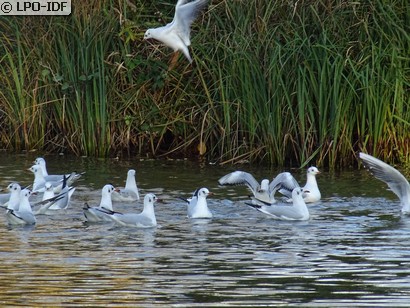 Mouette rieuse