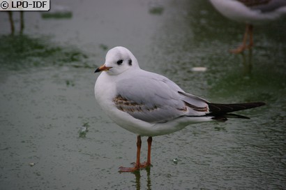 Mouette rieuse