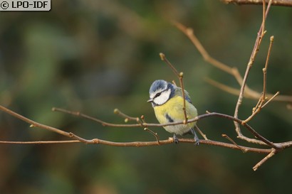 Mésange bleue