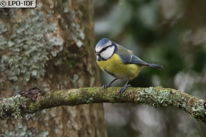 Mésange bleue