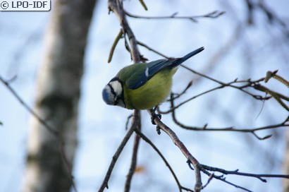 Mésange bleue