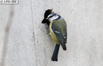 Mésange bleue