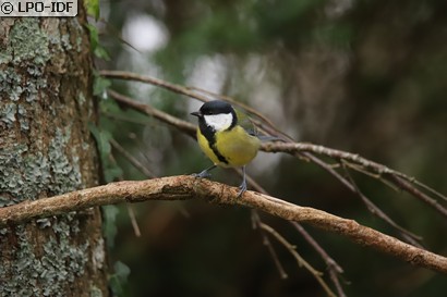 Mésange charbonnière