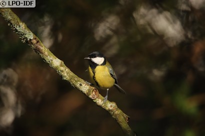 Mésange charbonnière