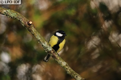Mésange charbonnière