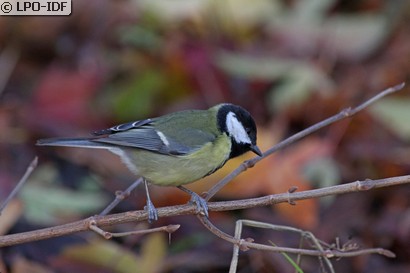 Mésange charbonnière