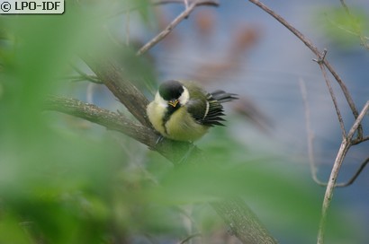 Mésange charbonnière