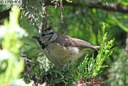 Mésange huppée
