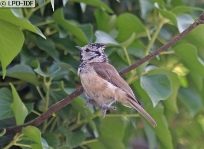 Mésange huppée