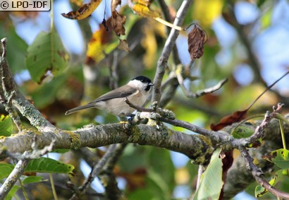 Mésange nonnette