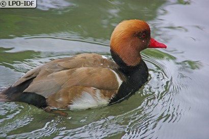 Nette rousse
