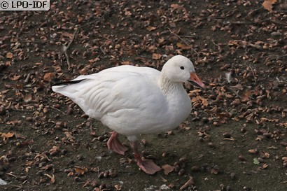 Oie des neiges