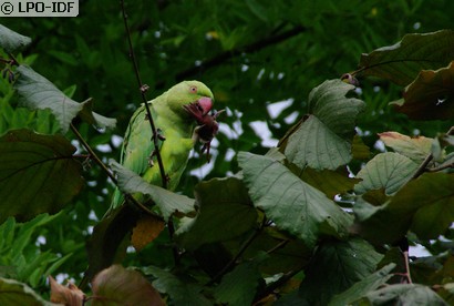 Perruche à collier