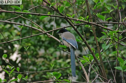 Pie bleue