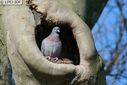 Pigeon colombin
