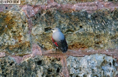 Tichodrome échelette