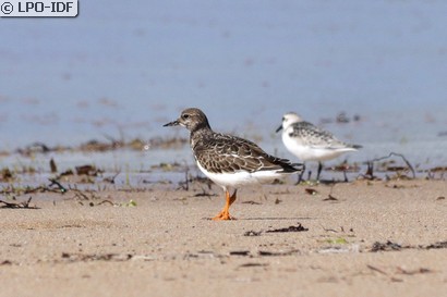 Tournepierre à collier